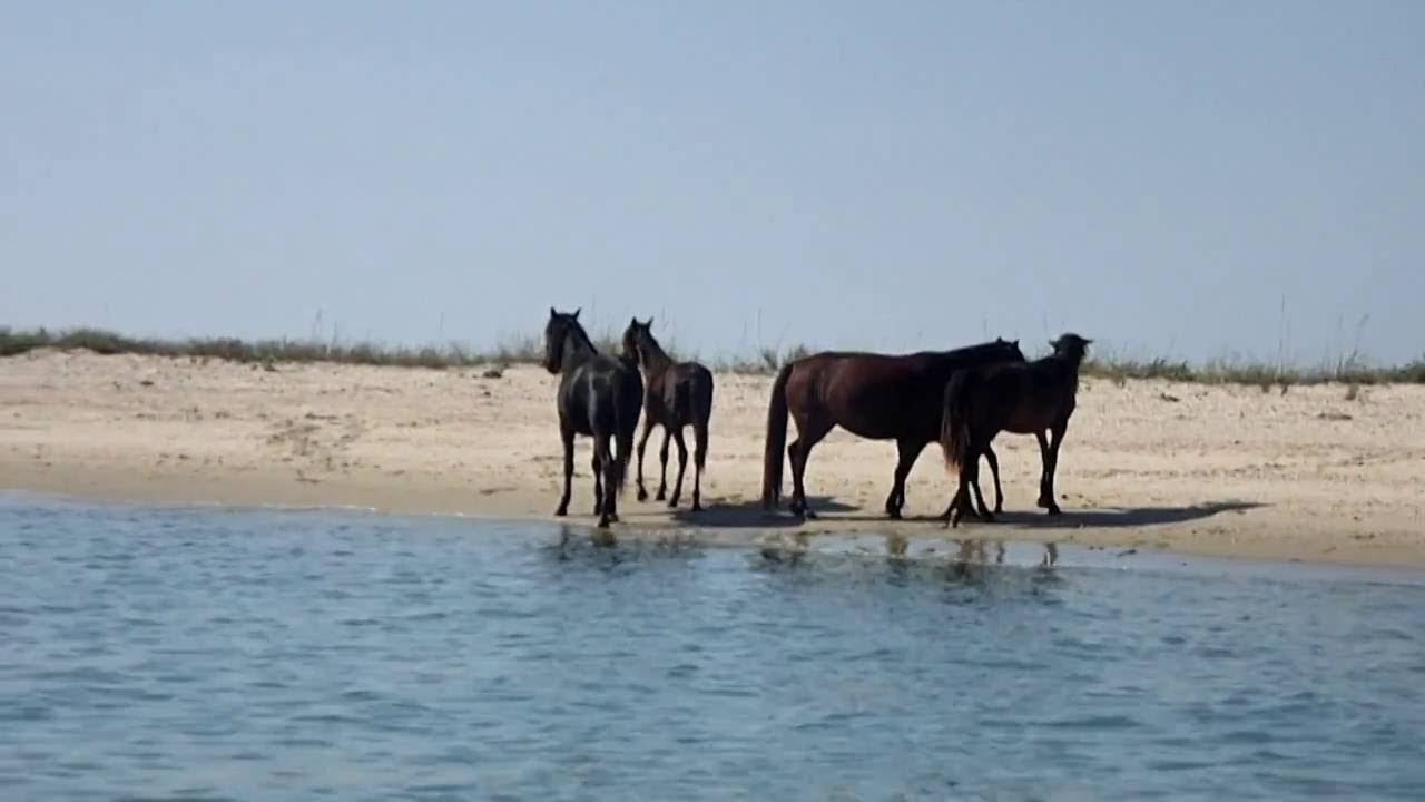 Обои животные, лошади, море на рабочий стол (99 обоев)