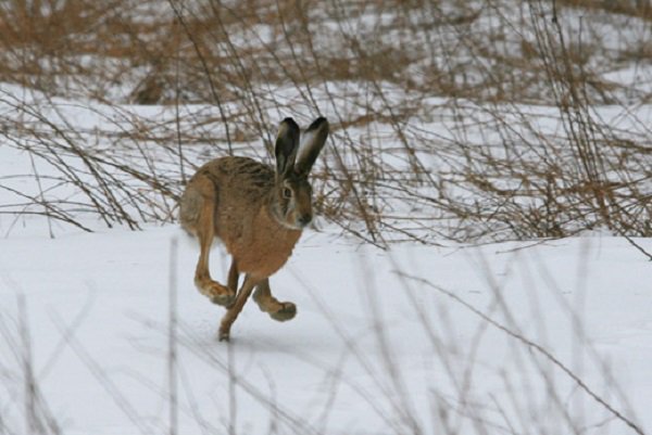 Заяц-русак (лат. Lepus europaeus)