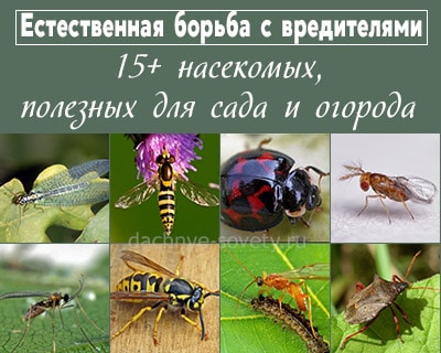 Коллекция 