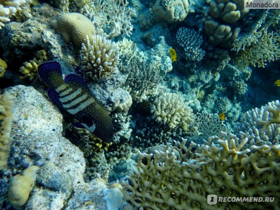 Красное Море Под Водой С Тропических Рыб Стоковые Фотографии ...