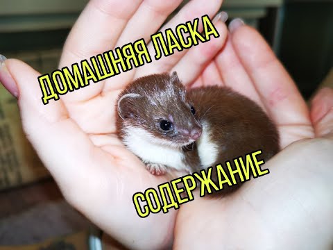 Обыкновенная ласка (лат. Mustela nivalis)