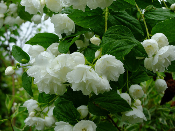 Philadelphus Schneesturm Чубушник венечный (жасмин садовый ...