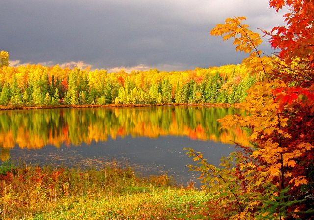 Лес осенью :: жанна нечаева ...