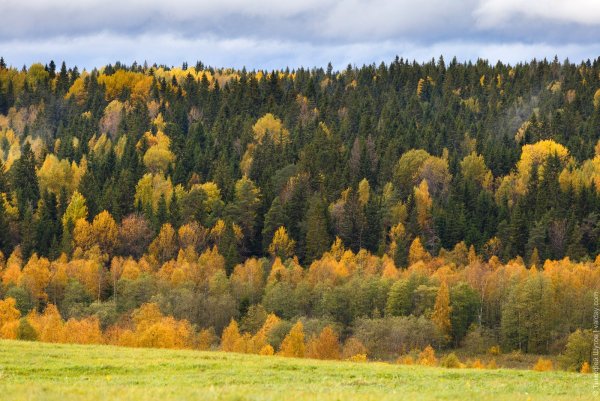 Осень в Салаирской тайге фото: Алексей ...