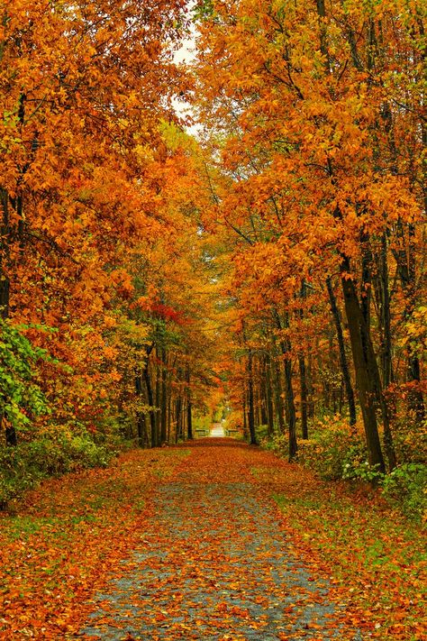 leaves, trees, autumn, 5k ...