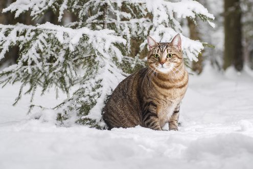 Зимний кот :)