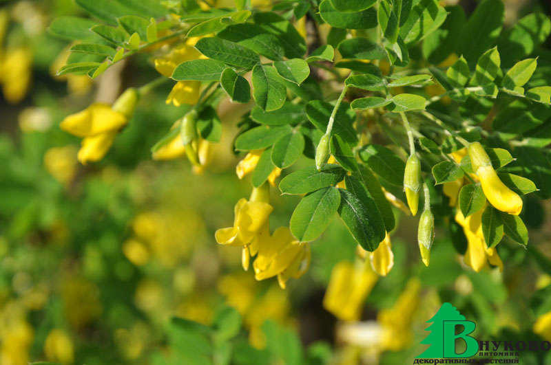 Акация древовидная плакучая (Caragana arboresen Pendula ...