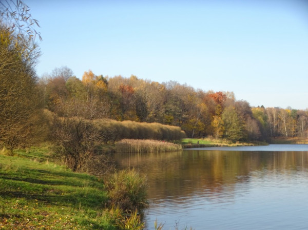 Скачать картинки Поле деревья панорама, стоковые фото Поле ...