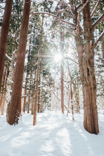 Зимний Лес