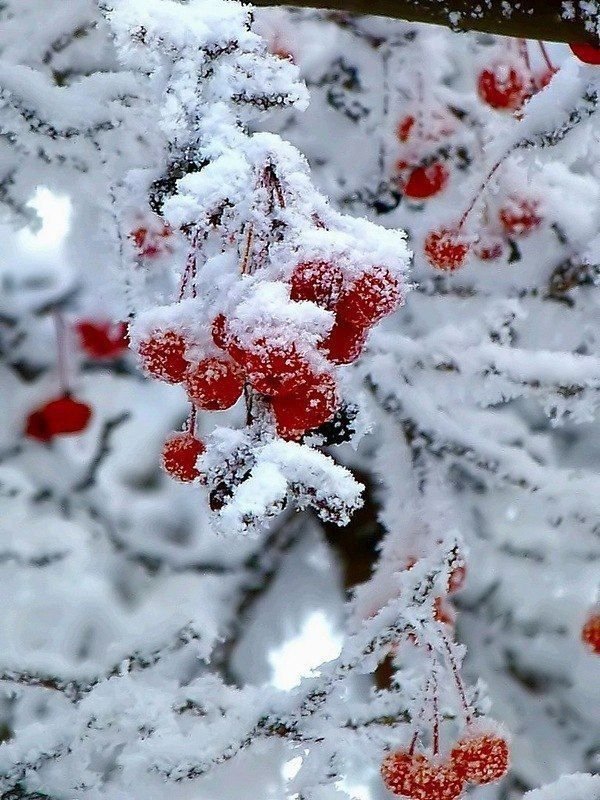 Рождественский снеговик Hd обои, зима ...