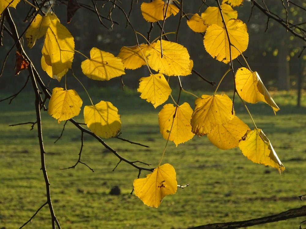 Tilia cordata 'Winter Orange', Липа сердцевидная 'Винтер ...