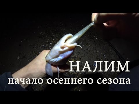 Ловим налима поздней осенью и со льда ...