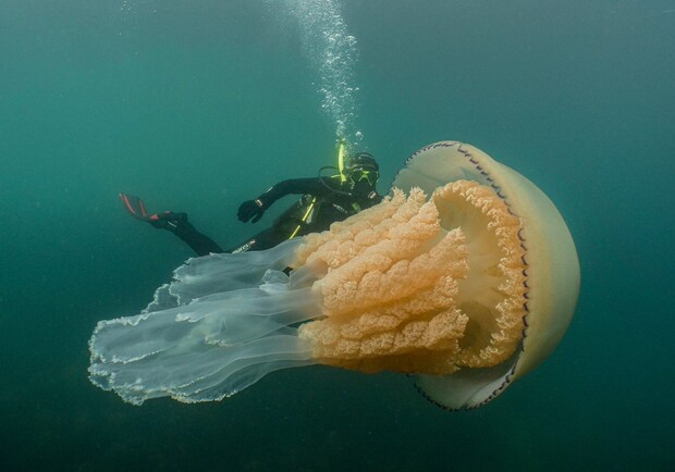 В Азовском море нашествие медуз, море стало серым - газета ...