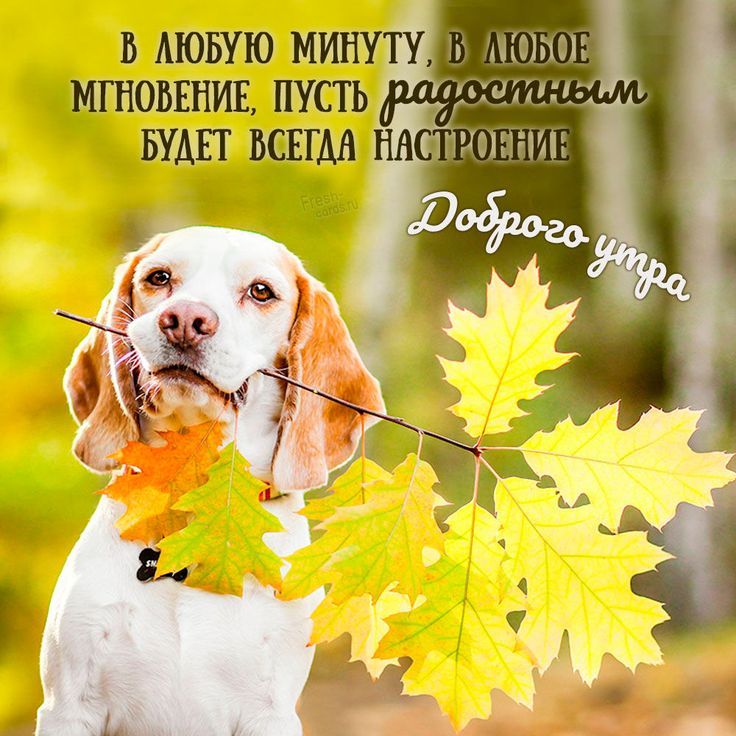 Осень… Доброе утро! ☀️🍂 картинки ...