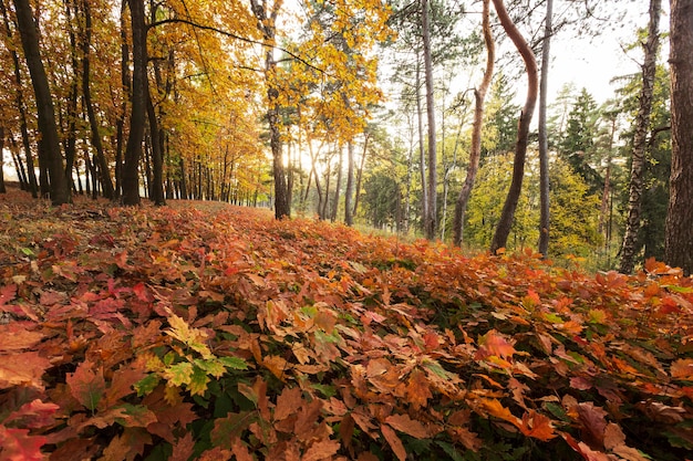 Осень обои на рабочий стол, осень HD картинки, фото скачать ...