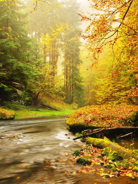 Панорамное фото божественного густого ...