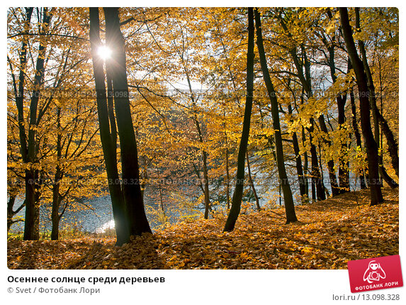 Солнце сквозь листья. Солнечный свет. Фото. Красивые фото ...