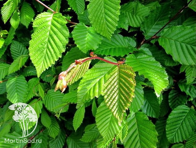 Граб пирамидальный (Carpinus betulus Pyramidalis) купить по ...