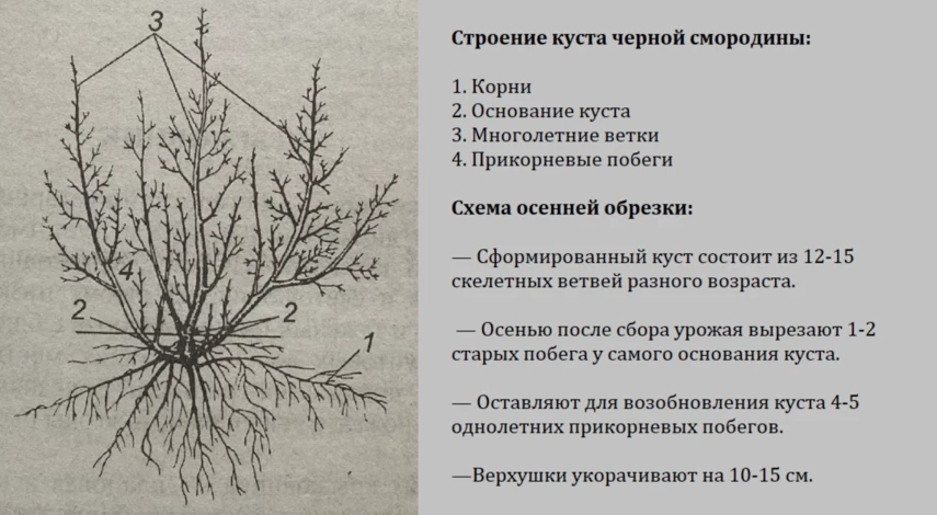 Как обрезать смородину: правила ...