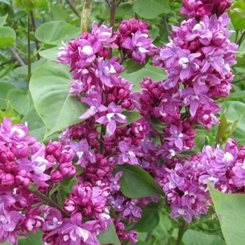 Сирень обыкновенная (Syringa vulgaris ...