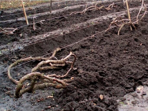 Подготовка северного виноградника к зиме. Советы виноградаря ...