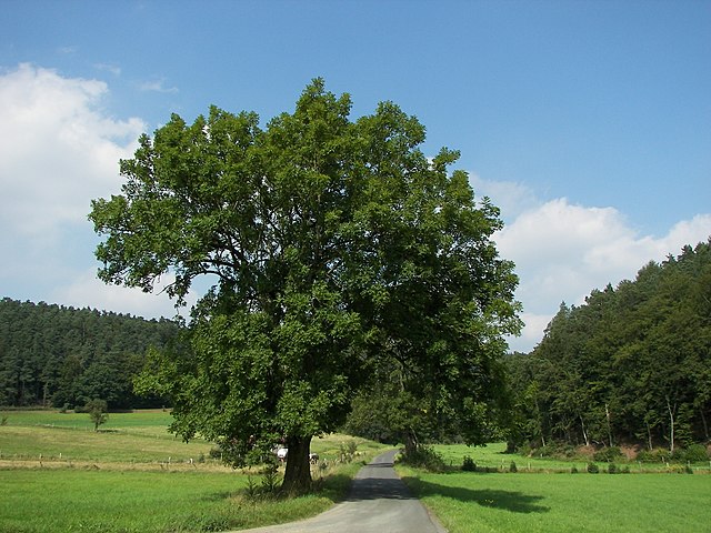 Fraxinus excelsior ...