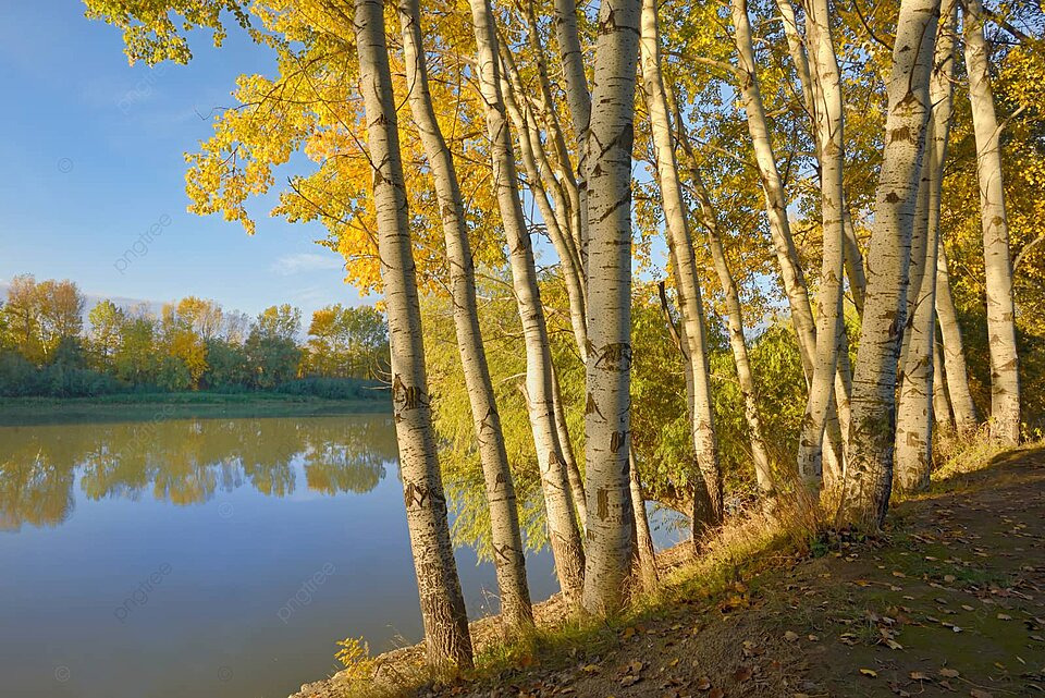 восход солнца сияет среди красных осенних деревьев, осень Фон ...