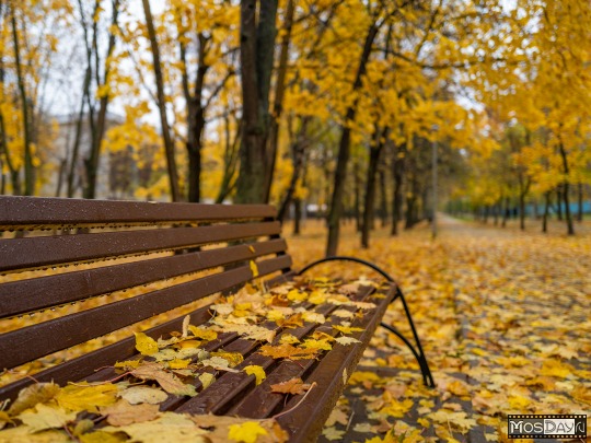 Скачать картинки Девушка пальто осень, стоковые фото Девушка ...