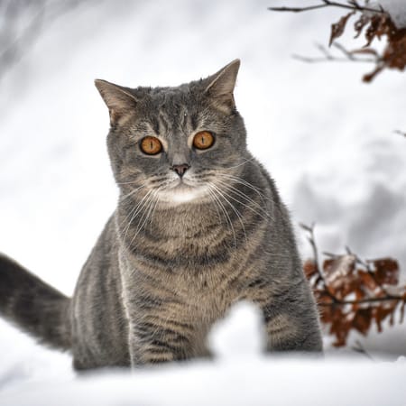 Фотогалерея - Что делают кошки зимой ...