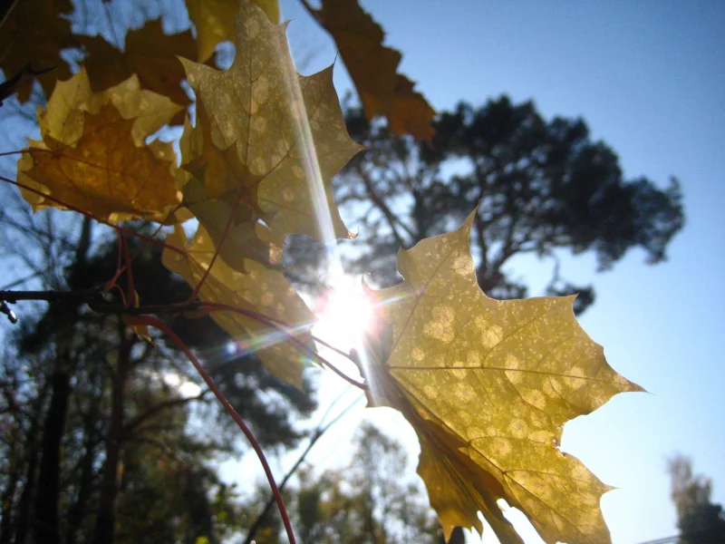 Обои осень, солнце, город, улица, Sunny Autumn Afternoon In ...