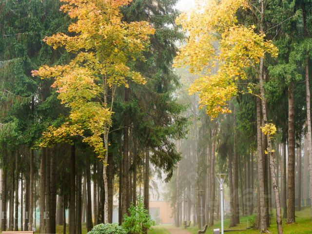 Купить Осенние тыквы, лесные листья ...