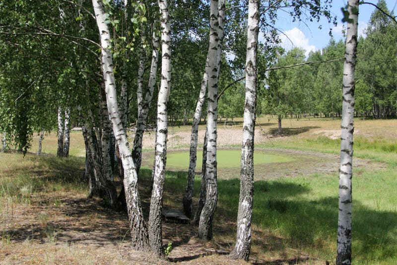 Больше 200 000 бесплатных фотографий на тему «Дерево Березы ...