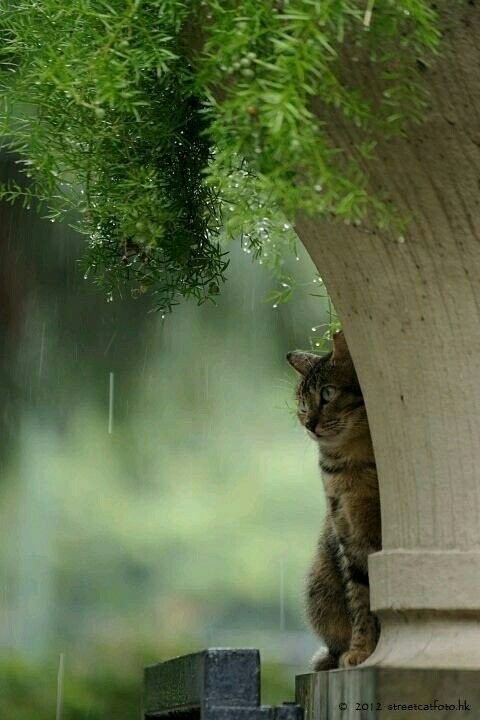 Cat In The Rain (Максимилиана) / Проза.ру