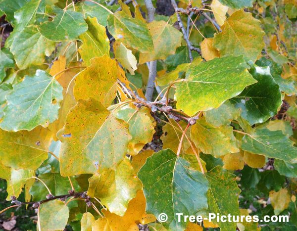 Сухой Осенний Лист Тополя (Populus). Изолированные На Белом ...