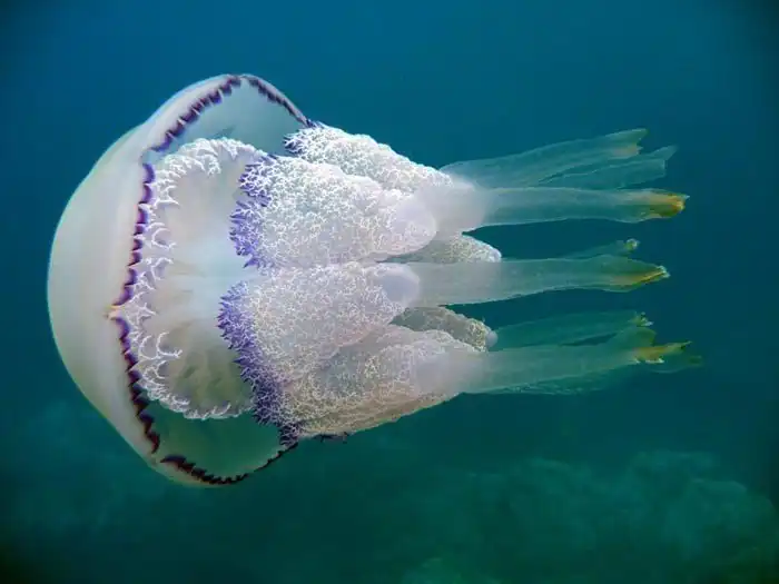 Медузы | Черное море | Какие виды медуз водятся в Черном море ...