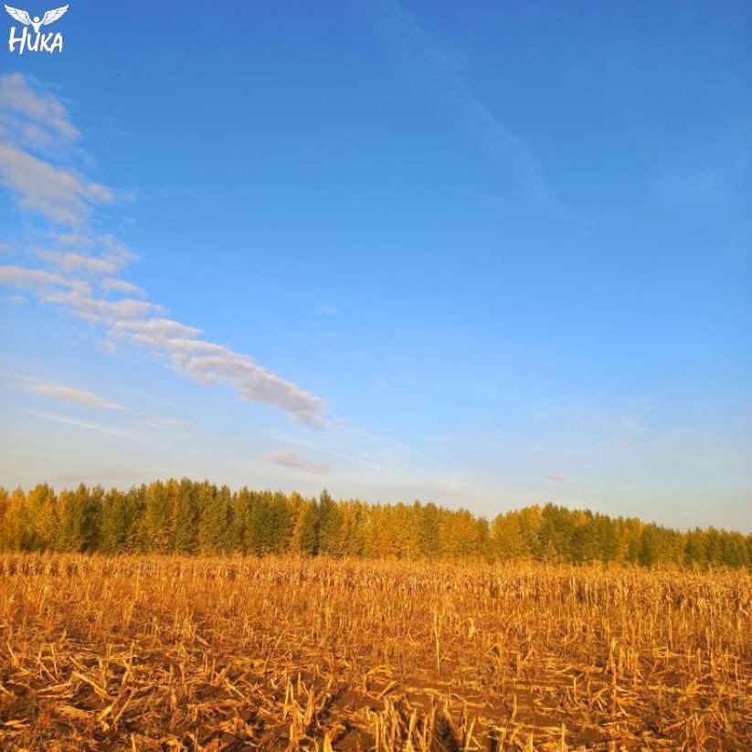 Россия. Кемеровская область, осень, скошенное, убранное поле ...