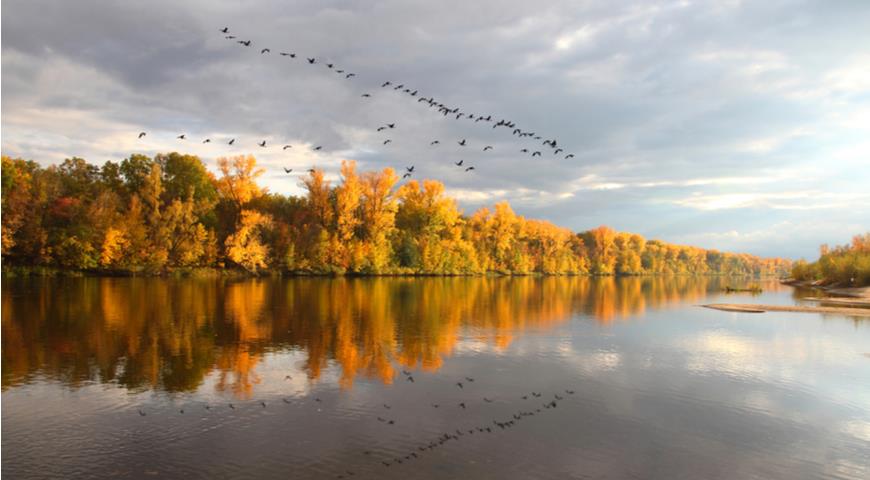 🍂🍁Улетают из осени птицы: пеночки, скворцы, зяблики ...