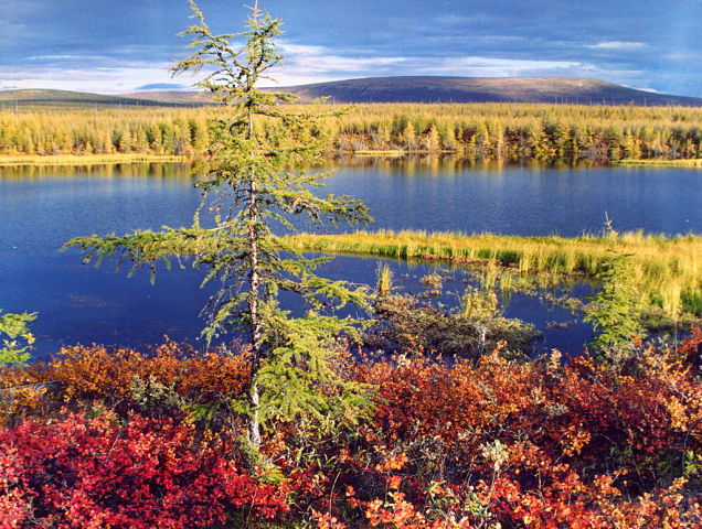 Тундра осенью - Норильск, Россия - Фото ...