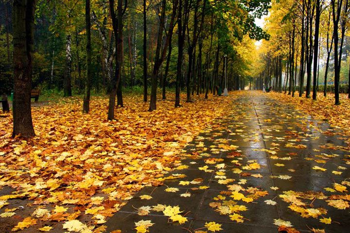 Осень в городе» картина Корхова Юрия маслом на холсте ...