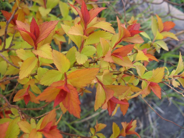 Спирея японская 'Голден Принцесс' / Spiraea japonica 'Golden ...