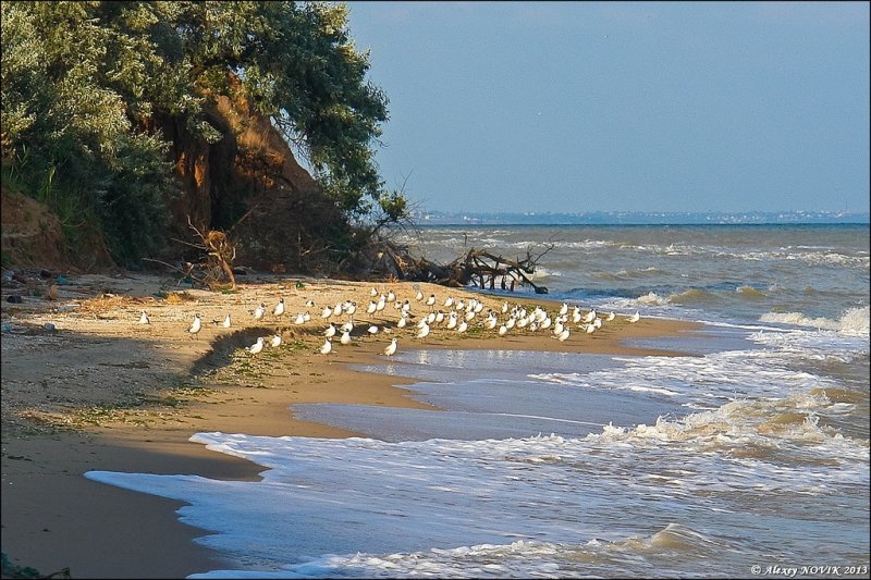 Азовское море» картина Самохвалова Александра маслом на ...