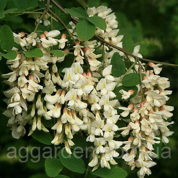 Белая акация или Робиния (Robinia pseudoacacia)