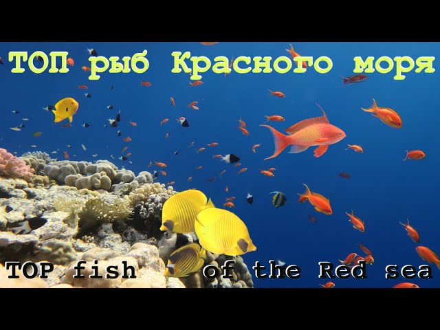 Красные рыбки Красного моря ...