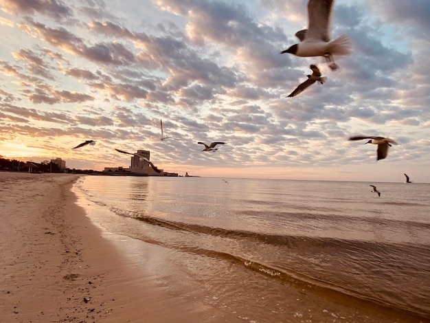 Чайки, море | Beach view, Beautiful world, Homescreen wallpaper