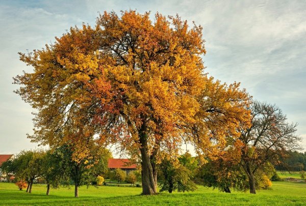 Вяз голый (Ulmus glabra) - Лиственные растения осень 2024 ...