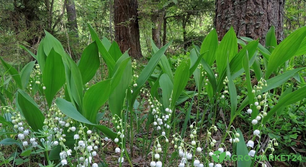 Ландыш майский (Convallaria majalis L.)