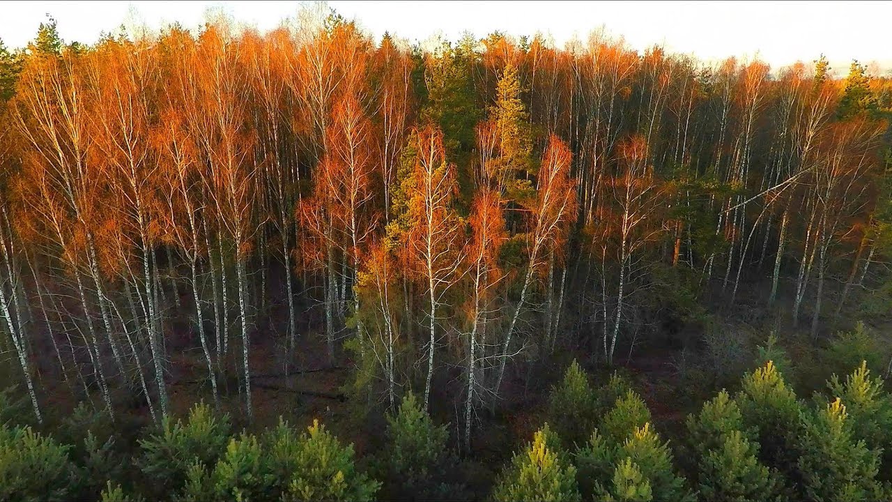 Середина осени в Беларуси самая теплая за 75 лет, но на ...