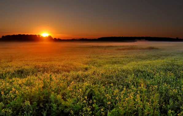 Ромашка, солнце, природа | Пикабу