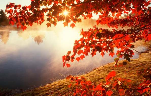 Free Photos | Autumn leaves background