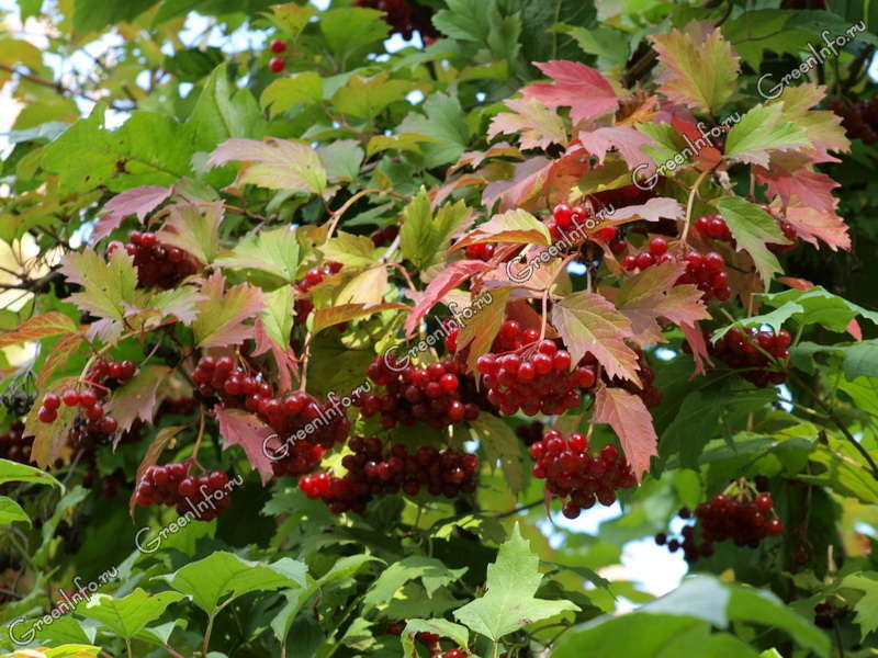 Живая изгородь из растения Калина обыкновенная (Viburnum ...